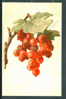 20611 - Catharina Klein (1861-1929) - Branche De Groseiller Rouge - Meissner & Buch, Série 1212 Aus Dem Obstgarten - Klein, Catharina