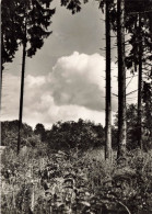 SCÈNES & PAYSAGES - Buissons - Forêt - Ciel - Nuage - Carte Postale - Szenen & Landschaften