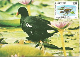 Carte Maximum - Oiseaux - Cabo Verde Cap  - Galinha Agua - Gallinule Poule-d'eau - Common Moorhen - Gallinula Chloropus - Cap Vert