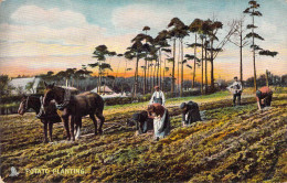 Agriculture - Potato Planting - Colorisé - Animé - Attelage -  Carte Postale Ancienne - Landbouw