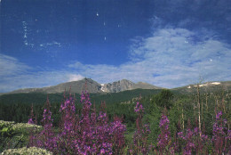 COLORADO, FIREWEED, LONGS PEAK, FIELD OF FLOWERS, MOUNTAIN, UNITED STATES - Other & Unclassified