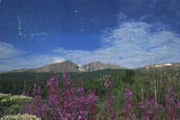 COLORADO, FIREWEED, LONGS PEAK, FIELD OF FLOWERS, MOUNTAIN, UNITED STATES - Andere & Zonder Classificatie