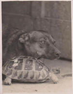 TARTARUGA / TARTARUGHE / TESTUGGINE / TORTUGA / TURTLE / TORTUE - FOTOGRAFIA INSIEME A UN CANE N,1 - Tortues