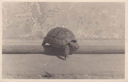 TARTARUGA / TARTARUGHE / TESTUGGINE / TORTUGA / TURTLE / TORTUE - FOTOGRAFIA N.2 - Tartarughe