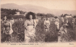 FRANCE - Grasse - La Cueillette Du Jasmin - LL - Carte Postale Ancienne - Grasse