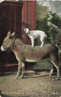 ANIMAUX - Un Chien Sur Le Dos D'un âne - Colorisé - Carte Postale Ancienne - Chiens
