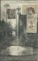 MARTINIQUE , SAINT PIERRE , Un Coin Du Jardin Botanique Avant Les Eruptions , 1912 , µ - La Trinite