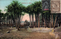 Palmwood At Marg (El Marg, Le Caire, Palmeraie) Carte Colorisée Postée De Tananarive - Le Caire