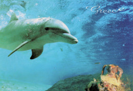 CPM - GRECE - DAUPHIN ET AMPHORE - Dolfijnen