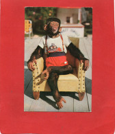 HUMOUR---SINGE ---Chimpanzée  MIAMI  FLORIDA--voir 2 Scans - Singes