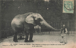 Paris * 5ème * Le Jardin Des Plantes * Saïd éléphant D'afrique Qui à étouffé Son Cornac Neff * 30 Août 1905 * Zoo Parc - Parks, Gardens