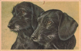 ANIMAUX & FAUNE - Chiens - Chiens Noirs - Carte Postale Ancienne - Hunde