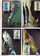 A41557)WWF-Maximumkarte Fische: Rumaenien 5034 - 5037 - Maximum Cards