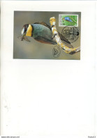 A41700)WWF-Maximumkarte Vogel: Oesterreich 1918 - Cartoline Maximum