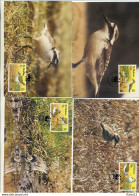 A41721)WWF-Maximumkarte Vogel: St. Helena 597 - 600 - Cartes-maximum