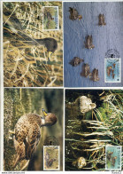 A41726)WWF-Maximumkarte Vogel: Suedgeorgien 203 - 206 - Maximumkarten