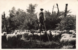 METIERS - Le Berger Avec Ses Troupeaux - Carte Postale Ancienne - Landbouwers