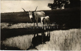 * T2 1932 Magyar ökrök / Hungarin Folklore, Oxen + "LÉGI POSTA" + "MISKOLC-BUDAPEST KEZDŐ JÁRAT 1932. AUG. 1." - Non Classificati