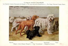 ** T2 A Magyar Ebtenyésztők Országos Egyesületének Lapja, Magyar Nemzeti Kutyafajták / Hungarian Dog Breeds, S: Vezényi  - Unclassified