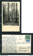 K13799)Ansichtskarte: Luebbecke, Waldpartie Am Reineberg, Gelaufen 1951 - Luebbecke