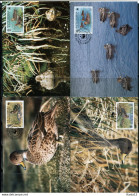 A51604)WWF-Maximumkarten Vogel: Suedgeorgien 203 - 206 - Cartoline Maximum