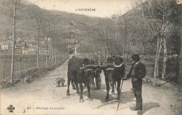 Auvergne * Cantal * Attelage à Boeufs Auvergnat * Agriculture Type Personnage - Autres & Non Classés