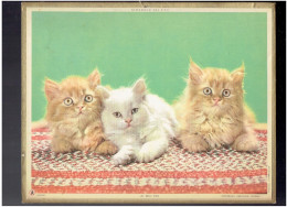 CALENDRIER 1964 UN TRIO DE CHATONS IMPRIMEUR OBERTHUR ALMANACH DES P.T.T. - Tamaño Grande : 1961-70