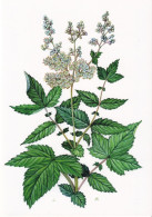 Reine Des Prés - Anti-inflammatoire,anti-infectieux - Medicinal Plants