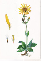 ARNICA , Anti-inflamatoire,toxique En Usage Interne - Medicinal Plants