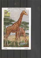 Girafes ( CM De L'Angola De 1954 à Voir) - Giraffes