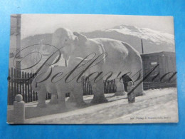 Davos-Platz Ice Art  Elefant Olifant  Mammoet 1918 Ijsculptuur  Sculpture De Glace - Davos