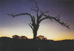 AK 185495 NAMIBIA - Auf Einer Abgelegenen Farm Bei Helmeringhausen Am Rande Der Namib - Namibië