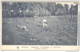 Pk338: Nels  Poperinge - Sanatorium "St. Idesbald" Op "de Lovie"  De Herten In Het Park - Poperinge