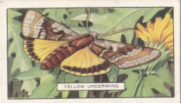 Butterflies & Moths 1938 - Gallaher Cigarette Card - 27 Yellow Underwing - Gallaher