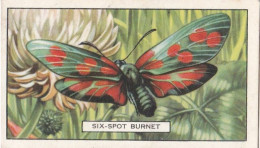 Butterflies & Moths 1938 - Gallaher Cigarette Card - 35 Six Spot Burnett - Gallaher