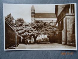 ST. ALBANS  OLD CEDAR TREE - Hertfordshire