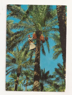 FA23 - Postcard - IRAQ - Farmer Plucking Dates, Circulated 1973 - Iraq