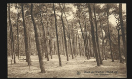 Mont De L' Enclus Kluisberg Une Sapinière Cachet 1931 Amougies Htje - Kluisbergen