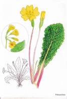 Primevères  - Illustration Bernard Bertrand - Geneeskrachtige Planten