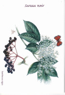 LE SUREAU   - Illustration Eliane Haroux-Métayer - Medicinal Plants