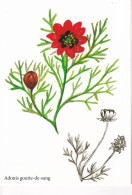 ADONIS Goutte De Sang    - Illustration Bernard Bertrand - Plantes Médicinales