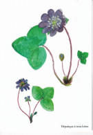 Hépatique    - Illustration Bernard Bertrand - Medicinal Plants