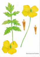 Pavot Jaune Des Pyrénées    - Illustration Bernard Bertrand - Plantes Médicinales