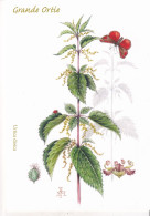 Grande Ortie   - Illustration Eliane Haroux-Métayer - Medicinal Plants