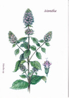 Menthe   - Illustration Eliane Haroux-Métayer - Plantes Médicinales