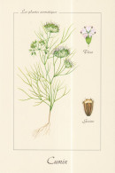 Les Plantes Médecinales -  Cumin - Medicinal Plants