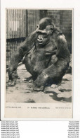 Carte De BRISTOL Le Zoo  Alfred The Gorilla Gorille  ( Recto Verso ) - Bristol