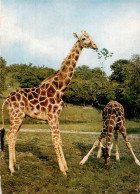 73942064 Giraffe Kronberg Taunus Georg Von Opel-Freigehege Tierforschung - Singes