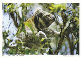 AK 185952 AUSTRALIA - Philipp Island - Koala - Sonstige & Ohne Zuordnung