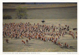 AK 185985 CANADA - B.C. - Viehtrieb Auf Der Douglas Lake Ranch - Sonstige & Ohne Zuordnung